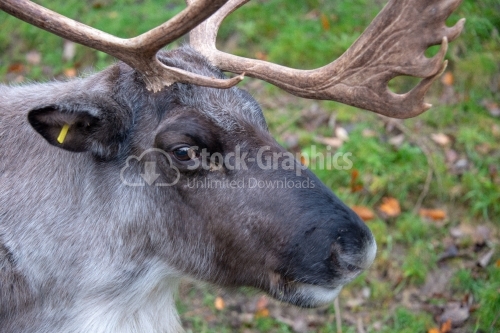 Moose closeup portrait