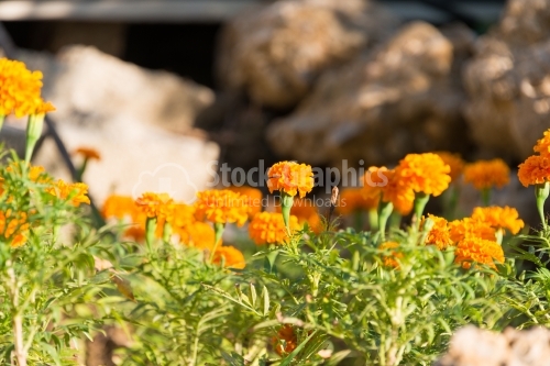 Multi-coloured marigold flowers 