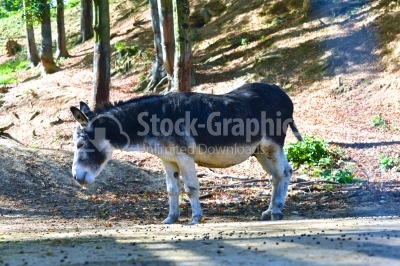 Nice Donkey walking in the countryside