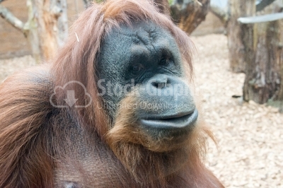 Nice Orangutan