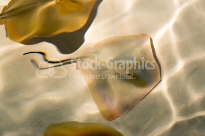 Orange jellyfish swimming in transparent water