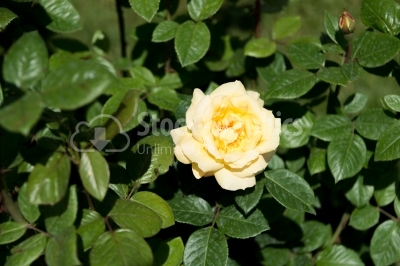 Orange-Coloured Rose  in a grass area