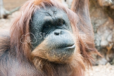 Orangutan Close Up