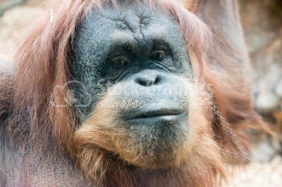 Orangutan Head Shoot