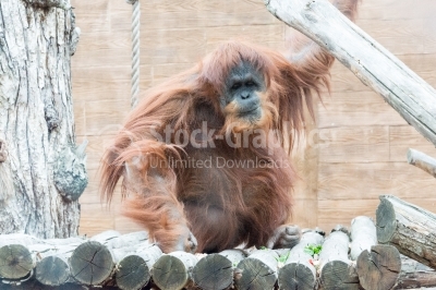 Orangutan in zoo garden