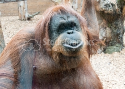 Orangutan Kissing