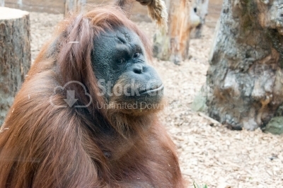 Orangutan looking at the camera