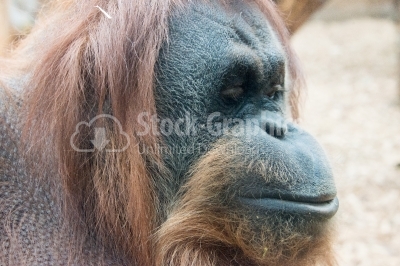 Orangutan side view