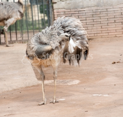 Ostrich hidding his head
