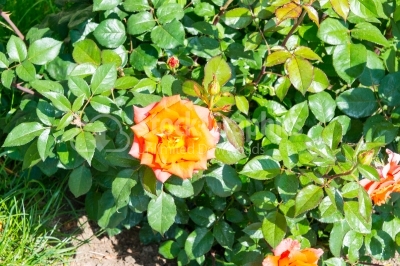 Outdoor scene of orange roses 