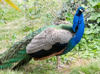 Peacock in green grass