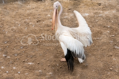 Pelican looking uover his shoulder