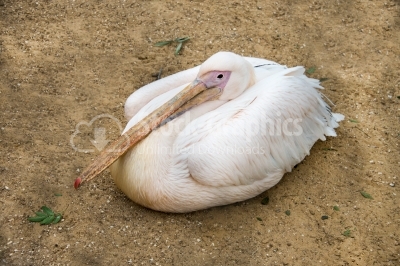 Pelican sitting on the ground
