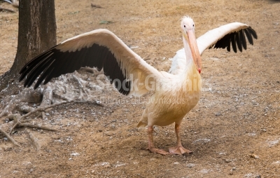 Pelican with spread wings
