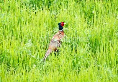 Pheasant hidding in the green grass