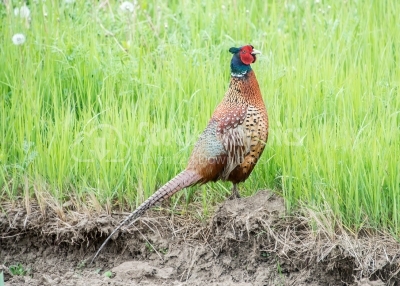 Pheasant in his natural habbit