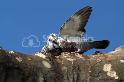 Pigeon Kissing - Stock Image