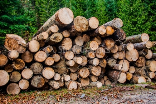 Pile of wood with green leaves, Trunk of tree, Timber is cut and