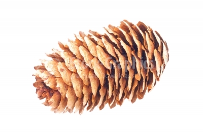 Pine cone trees isolated on white background