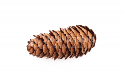 Pine cone trees isolated on white background