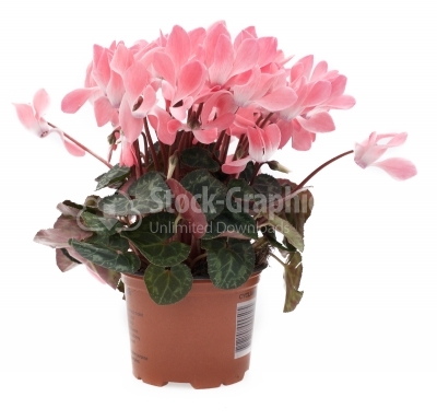 Pink cyclamen in flowerpot isolated on white