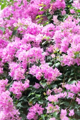 Pink rhododendron in the garden in springtime