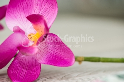 Plastic orchid