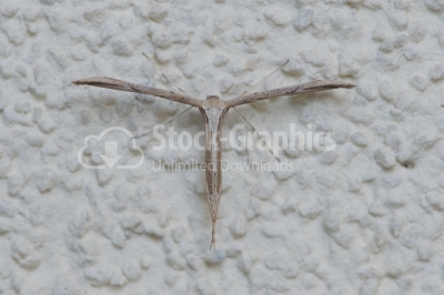 Plume moth in familiar pose