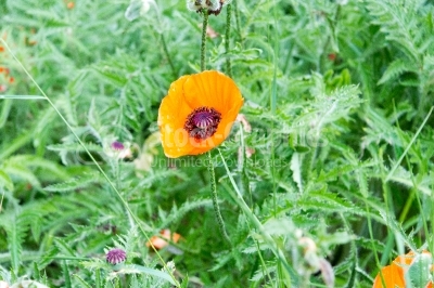 Poppy flower in a green environment
