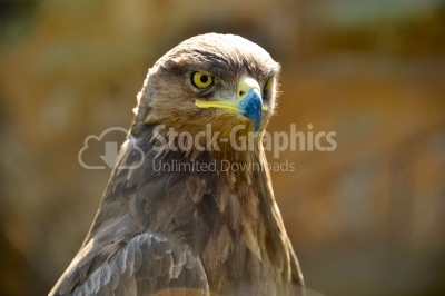 Portrait of a golden eagle (Aquila chrysaetos)