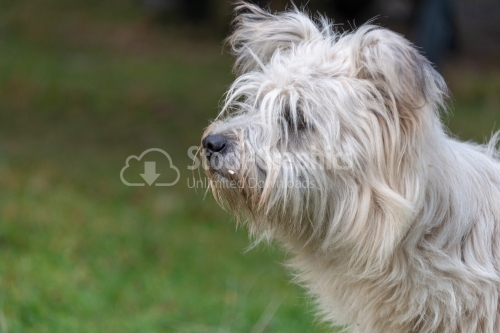 Portrait of a West Highland White Terrier
