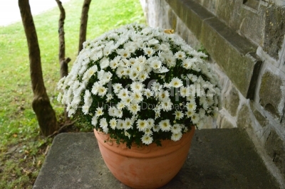 Pot of white flowering chrysanthemums