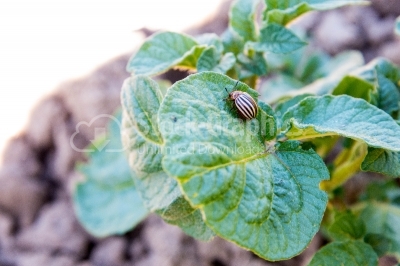 Potato plant infested by colorado bug