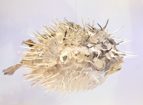 Profile of a porcupine fish