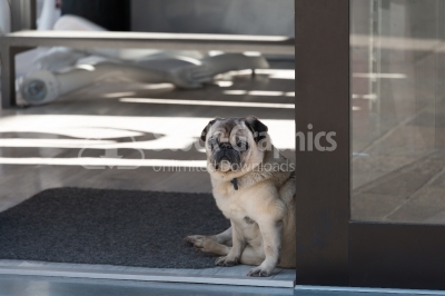 Pug dog sitting in front of the door