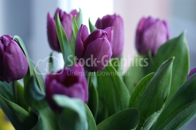 Purple tulips - Stock Image