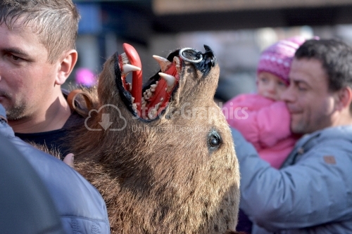 Real bear head, used for costume. The annual Winter Traditions and Customs Festival