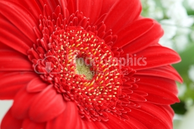 Red gerbera flower background