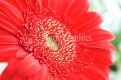 Red gerbera flower closeup view background