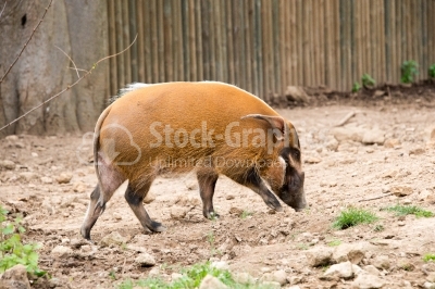 Red River Hog Searching for Food