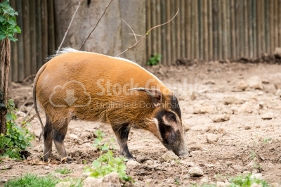 Red River Hog Side View