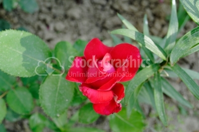 Red rose - Stock Image