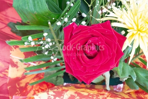 Red rose flower for valentine day background