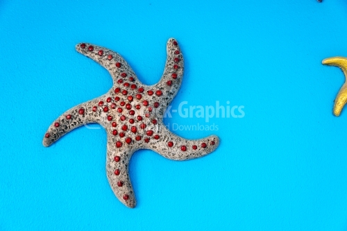 Red-dotted sea star