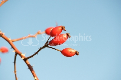 Rosehip berries on branch 