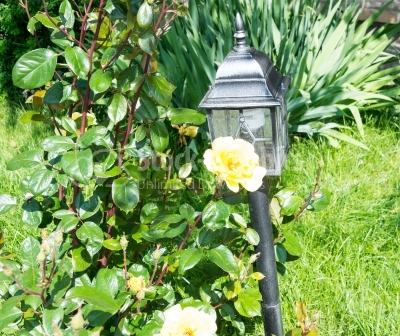 Roses area and a garden lantern