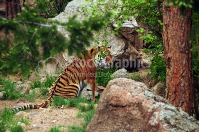 Royal bengal tiger in its natural habitat 