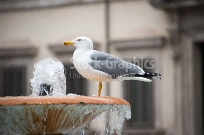 Seagull resting in a fountain