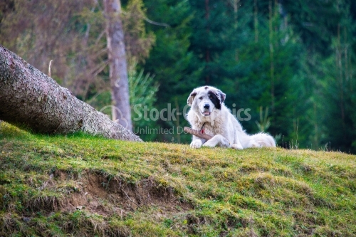 Shepherd Dog with Wood