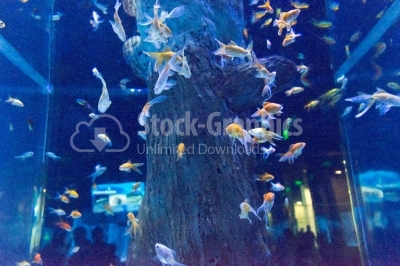 Shoal of fishes undersea